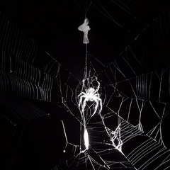 Spider and Prey