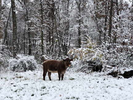 Snow Cow