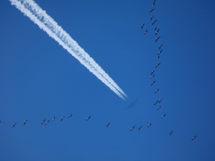 Geese in Formation with Stealth Bomber