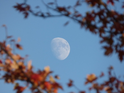 Fall Moon