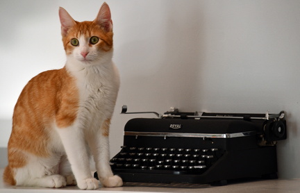 Typewriter Cat